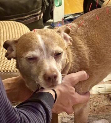 Pet Picture